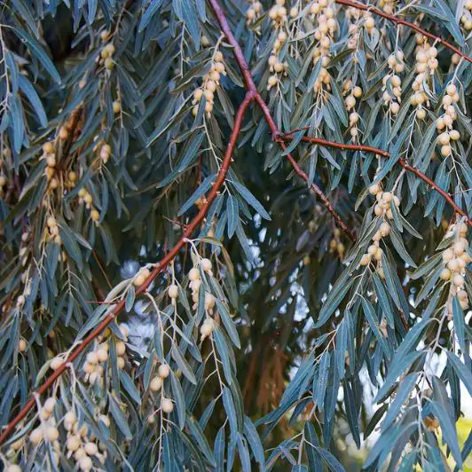 Elaeagnus angustifolia - Russian olives, russian olive, parrot olive, parrot tree - Image 4