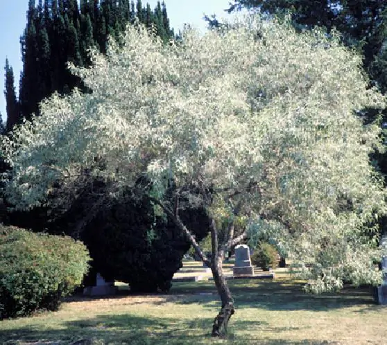 Elaeagnus angustifolia - Russian olives, russian olive, parrot olive, parrot tree - Image 5
