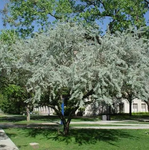 Elaeagnus angustifolia - Russian olives, russian olive, parrot olive, parrot tree - Image 6