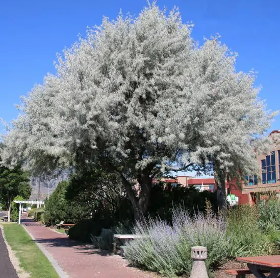 Elaeagnus angustifolia - Russian olives, russian olive, parrot olive, parrot tree - Image 7