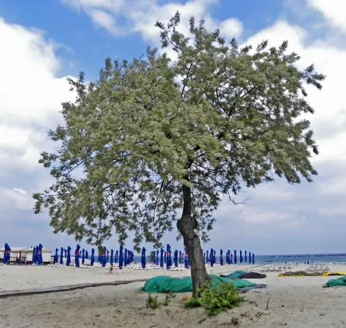 Elaeagnus angustifolia - Russian olives, russian olive, parrot olive, parrot tree - Image 8