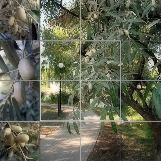 Elaeagnus angustifolia - Russian olives, russian olive, parrot olive, parrot tree - Image 9