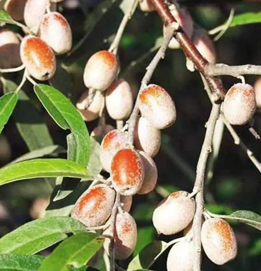 Elaeagnus angustifolia - Russian olives, russian olive, parrot olive, parrot tree - Image 12