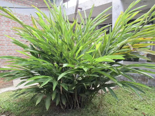 Elettaria cardamomum - True Cardamom, Green Cardamom - Image 2