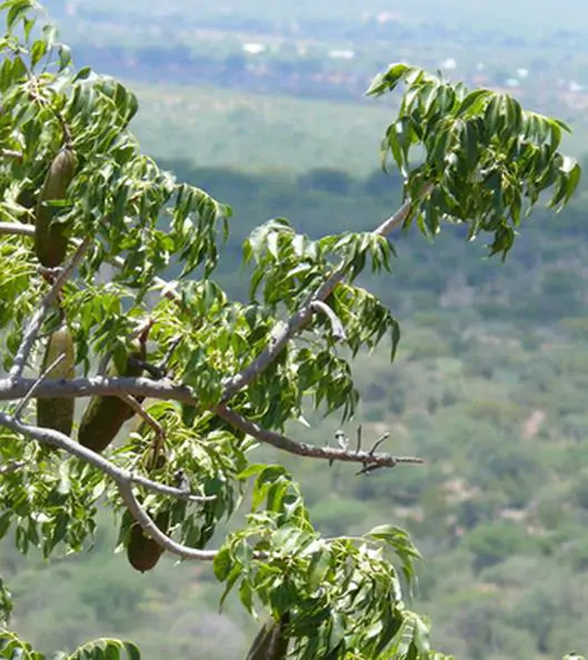 Entandrophragma caudatum sprague - Mountain Mahogany - Image 3