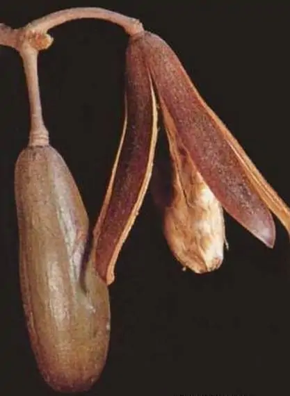 Entandrophragma caudatum sprague - Mountain Mahogany - Image 12