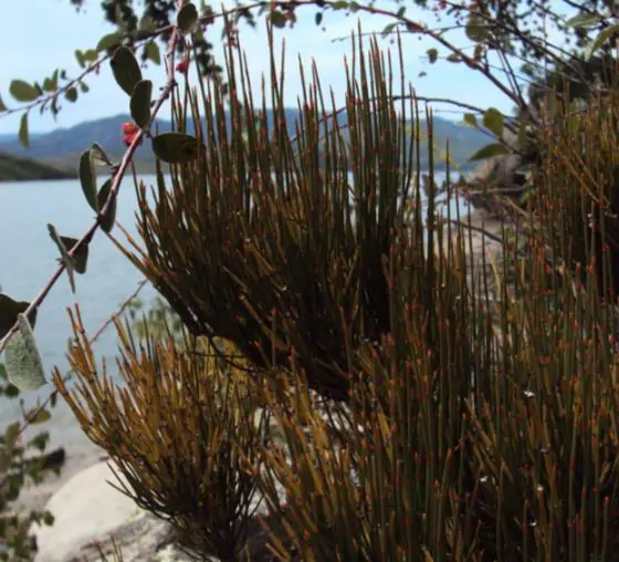 Ephedra nevadensis - nevada ephedra, nevada mormon tea, desert tea - Image 2