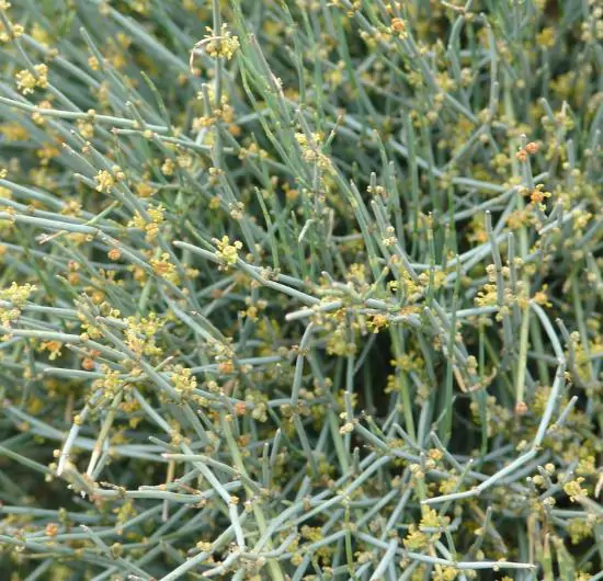 Ephedra nevadensis - nevada ephedra, nevada mormon tea, desert tea - Image 3