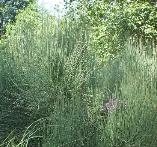 Ephedra nevadensis - nevada ephedra, nevada mormon tea, desert tea - Image 4
