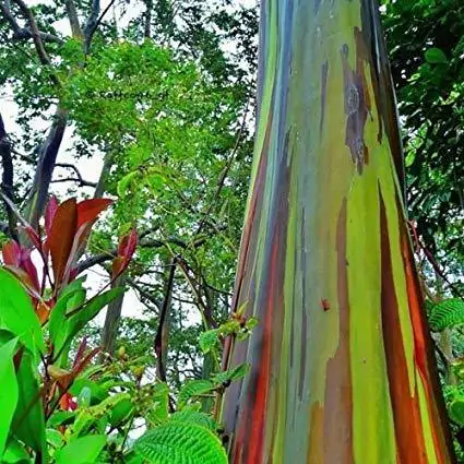 Eucalyptus deglupta / Eucalyptus multiflora - Rainbow Eucalyptus, Mindanao Gum, Rainbow Gum - Image 3
