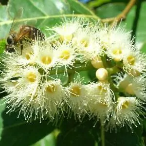 Eucalyptus pellita - Red Stringybark