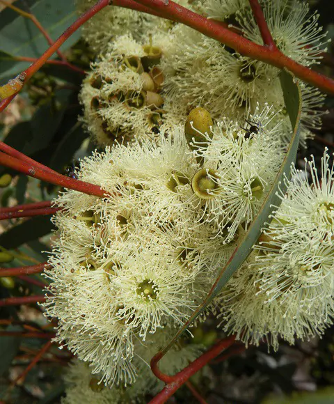 Eucalyptus punctata - Eucalyptus gray gum, iron gray gum, gray irongum, gray gum - Image 3