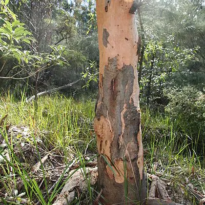 Eucalyptus punctata - Eucalyptus gray gum, iron gray gum, gray irongum, gray gum - Image 6