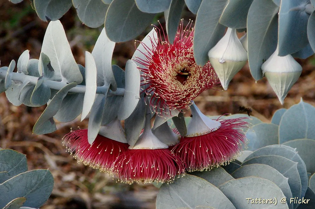 Eucalyptus rhodantha - Rose Mallee - Image 4