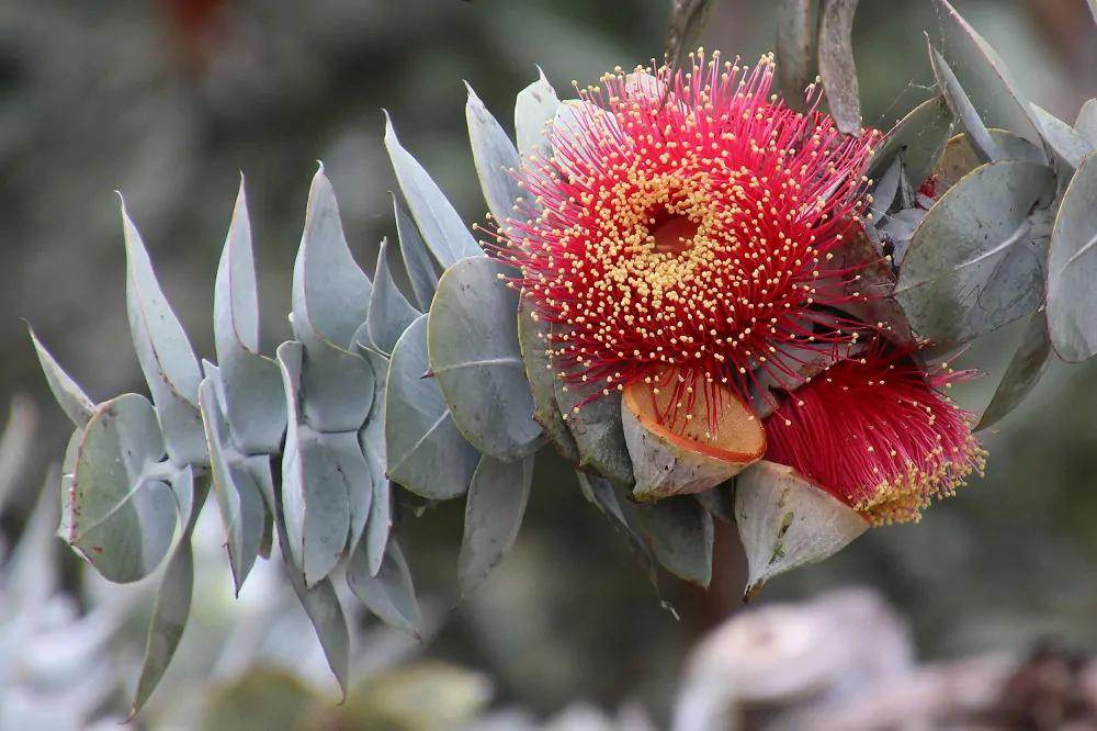 Eucalyptus rhodantha - Rose Mallee - Image 5