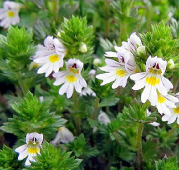 Euphrasia rostkoviana - Euphrasia officinalis, Eyebright, Eyewort, Large-Flowered Sticky Eyebright, Comf - Image 3