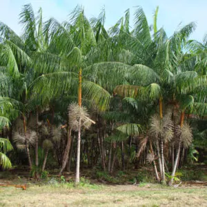 Euterpe oleracea - Açaí Palm
