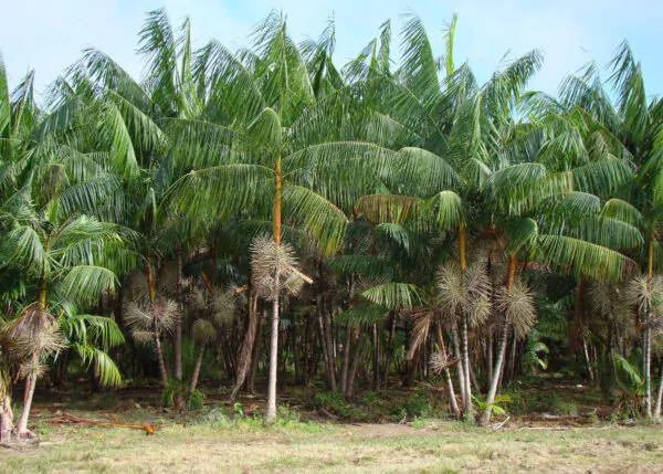 Euterpe oleracea - Açaí Palm