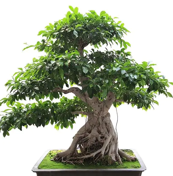 Ficus benghalensis - Bengal Fig, banyan tree, East Indian Fig