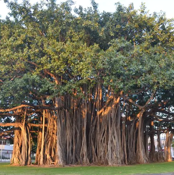 Ficus benghalensis - Bengal Fig, banyan tree, East Indian Fig - Image 2