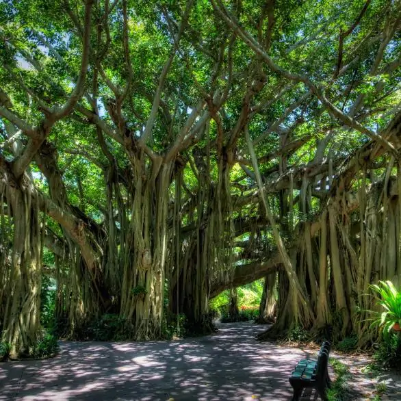 Ficus benghalensis - Bengal Fig, banyan tree, East Indian Fig - Image 4