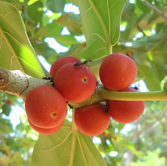 Ficus benghalensis - Bengal Fig, banyan tree, East Indian Fig - Image 8