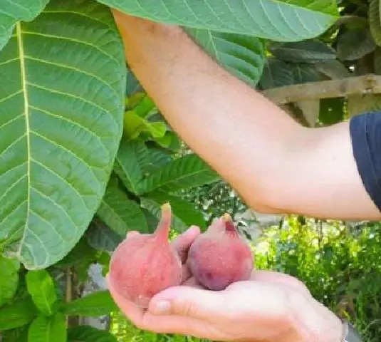Ficus habrophylla - Red Fig, Gof Fig, New Caledonia Fig - Image 3
