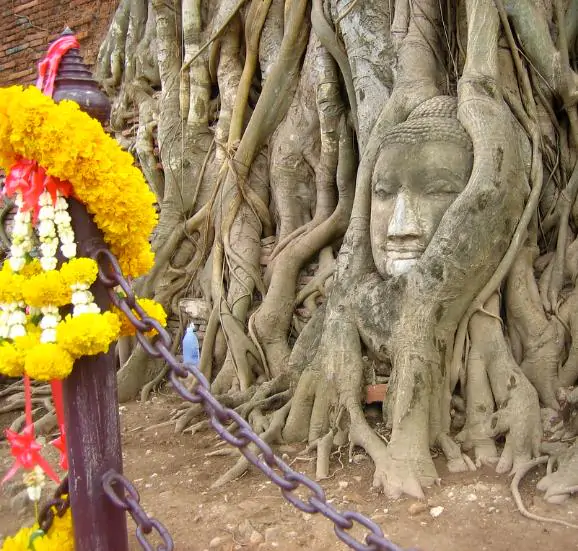 Ficus religiosa - Religious fig, Sacred fig