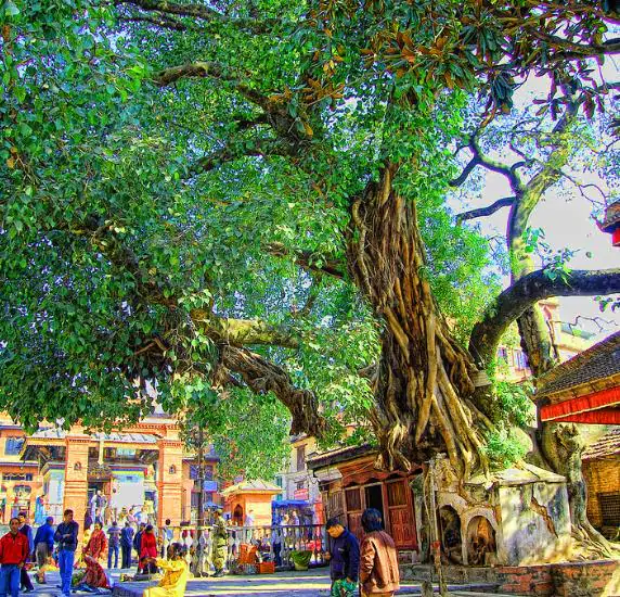 Ficus religiosa - Religious fig, Sacred fig - Image 5