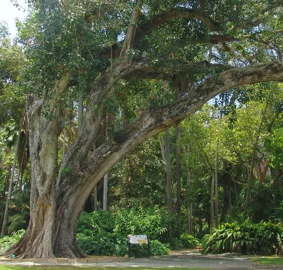 Ficus religiosa - Religious fig, Sacred fig - Image 10