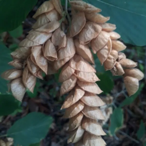 Flemingia strobilifera - Luck Plant, Wild Hops