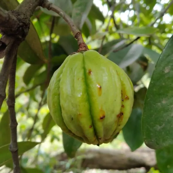 Garcinia gummi-gutta - Garcinia cambogia - Image 4