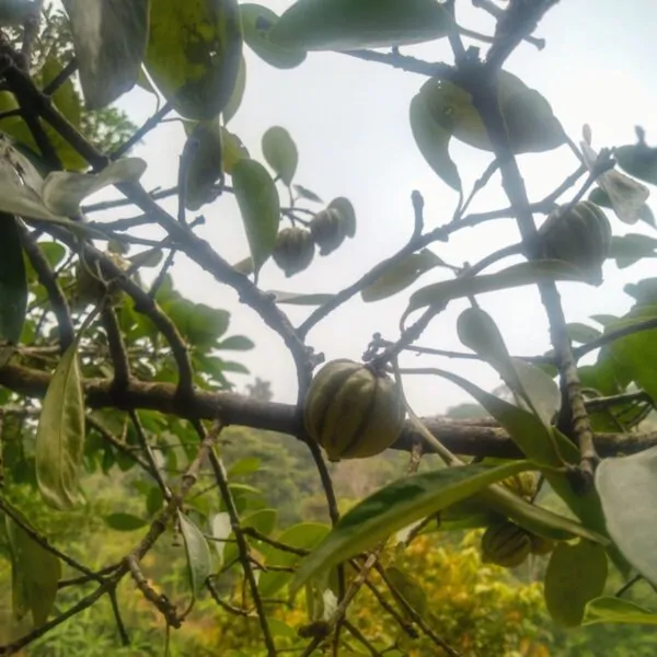 Garcinia gummi-gutta - Garcinia cambogia - Image 6