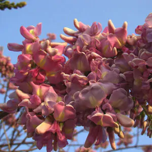 Gliricidia sepium - Quickstick
