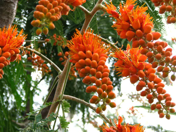 Colvillea racemosa - glorious tree, flower of paradise