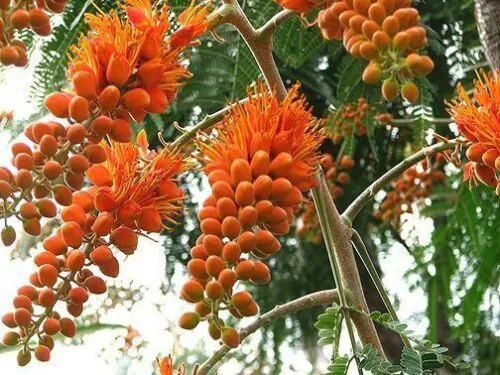 Colvillea racemosa - glorious tree, flower of paradise - Image 4