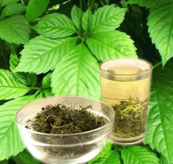 Gynostemma pentaphyllum / Vitis pentaphyllum - jiaogulan, sweet cipo, miracle herb, south ginseng, zuru ama