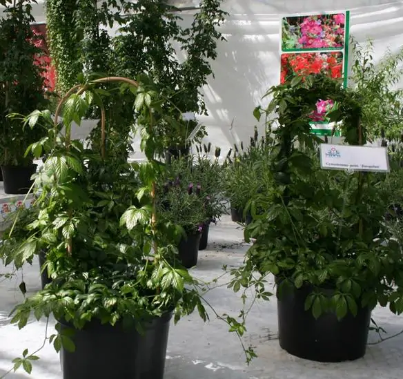 Gynostemma pentaphyllum / Vitis pentaphyllum - jiaogulan, sweet cipo, miracle herb, south ginseng, zuru ama - Image 2