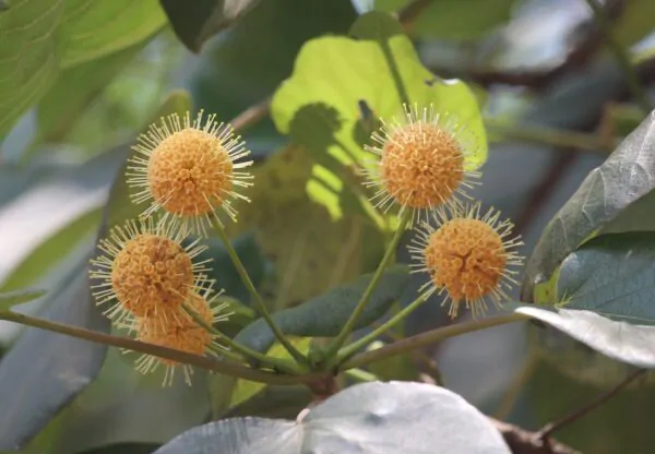 Haldina cordifolia - Haldu Tree