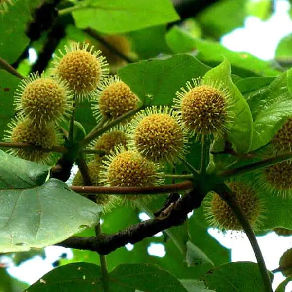 Haldina cordifolia - Haldu Tree - Image 4