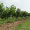 Juglans regia / Juglans duclouxiana / Juglans fallax - Hardy Carpathian, Persian Walnut, English Walnut, Carpathian Walnut, Madeira Walnu, Common Walnut - Image 2
