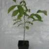 Juglans regia / Juglans duclouxiana / Juglans fallax - Hardy Carpathian, Persian Walnut, English Walnut, Carpathian Walnut, Madeira Walnu, Common Walnut - Image 3
