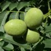 Juglans regia / Juglans duclouxiana / Juglans fallax - Hardy Carpathian, Persian Walnut, English Walnut, Carpathian Walnut, Madeira Walnu, Common Walnut - Image 4