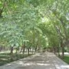 Juglans regia / Juglans duclouxiana / Juglans fallax - Hardy Carpathian, Persian Walnut, English Walnut, Carpathian Walnut, Madeira Walnu, Common Walnut - Image 5