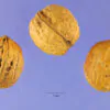 Juglans regia / Juglans duclouxiana / Juglans fallax - Hardy Carpathian, Persian Walnut, English Walnut, Carpathian Walnut, Madeira Walnu, Common Walnut - Image 6