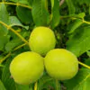 Juglans regia / Juglans duclouxiana / Juglans fallax - Hardy Carpathian, Persian Walnut, English Walnut, Carpathian Walnut, Madeira Walnu, Common Walnut - Image 7