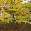 Juglans regia / Juglans duclouxiana / Juglans fallax - Hardy Carpathian, Persian Walnut, English Walnut, Carpathian Walnut, Madeira Walnu, Common Walnut - Image 8
