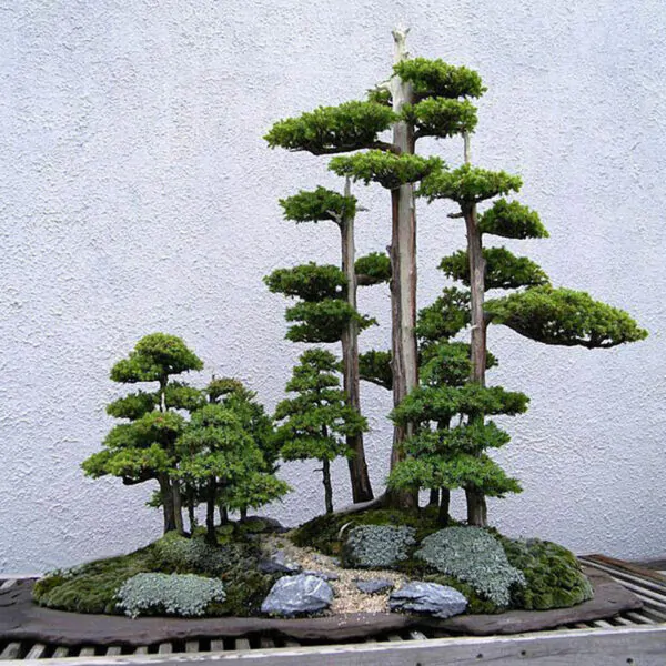 Juniperus chinensis - Chinese Juniper - Image 6