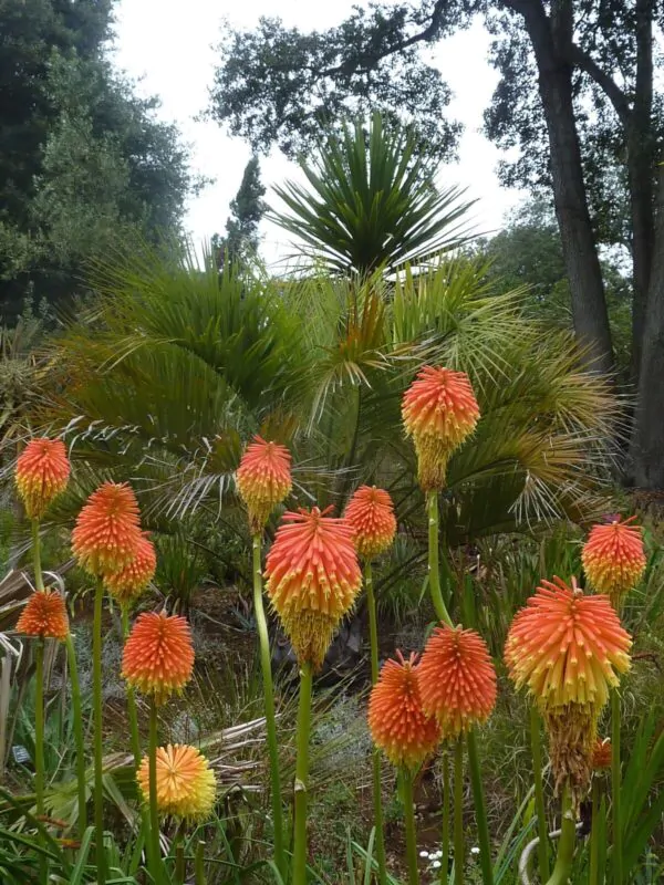 Kniphofia rooperi - East Cape Poker - Image 2