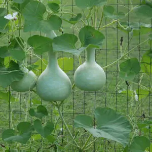 Lagenaria siceraria - Bottle gourd